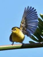 Oriole.jpg