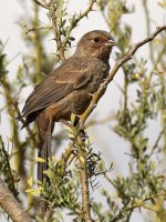 Towhee2.jpg