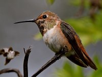 Hummer26.jpg