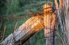 Fence Post in  Hooper 5-13-2017.jpg