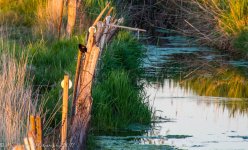 Red Winged Black Bird in Hooper 5-13-2017.jpg