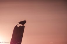 Bird on Post Silouette in Hooper 5-13-2017.jpg