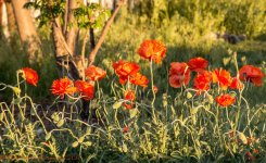 Poppies in Hooper 5-13-2017.jpg