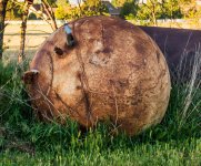 Round in Hooper 5-13-2017.jpg
