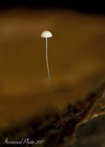 DSC_8206.jpg