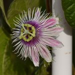 Passiflora.jpg