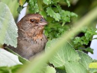 Towhee3.jpg