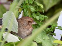 Towhee.jpg