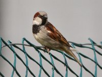 House Sparrow DSC_8516.jpg
