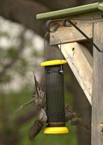 feeder shots DSC_8753 -1.jpg