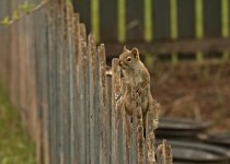Squirral DSC_8869 -1.jpg