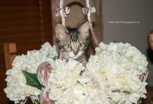 Kitty found me_3804.jpg