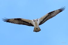 Osprey-240.jpg