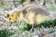 Gosling-201.jpg