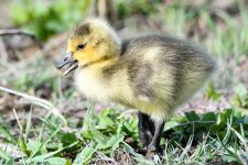 Gosling-202.jpg