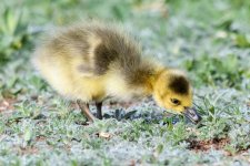 Gosling-203.jpg