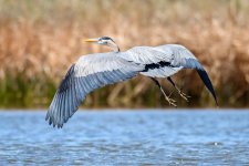 BlueHeron-231.jpg