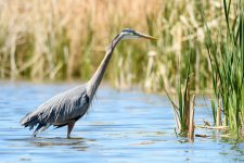 BlueHeron-232.jpg
