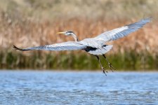 BlueHeron-230.jpg
