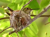 Hummer4.jpg