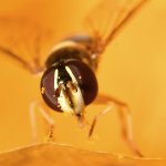 HoverFly.jpg