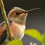 Hummer6.jpg