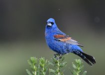 ROY_4673.JPG