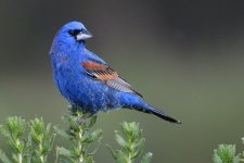 ROY_4678.JPG