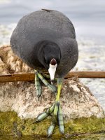 Coot.jpg