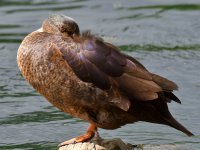 Duck3.jpg