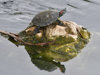 Turtle.jpg
