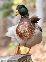 Duck4.jpg