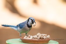 Jay_tc_9273.jpg