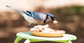 Sigma_Jay_300mm9239.jpg