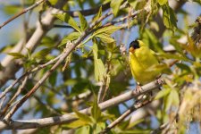 DSC_9059+backyard YFinch day -0013.jpg