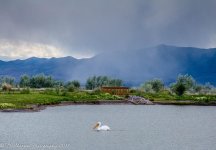 Pelican in the Storm 5-17-2017.jpg
