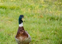 Mallard Duck  5-17-2017.jpg
