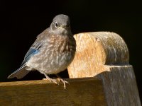Bluebird5.jpg