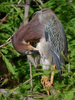 GreenHeron4.jpg