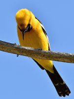 Oriole2.jpg