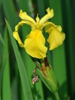 Iris.jpg