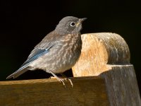 Bluebird6.jpg