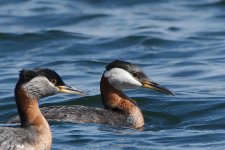 DSC_9350+Red-Necked Gerbe-0006.jpg