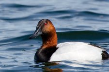 DSC_9389+Canvas Back Duck -0006.jpg
