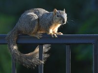 Squirrel.jpg