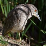 BlackHeron.jpg