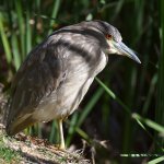 BlackHeron2.jpg