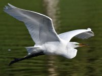 Egret.jpg