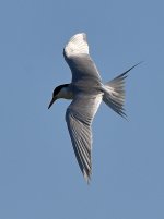 Tern5.jpg