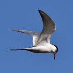 Tern10.jpg